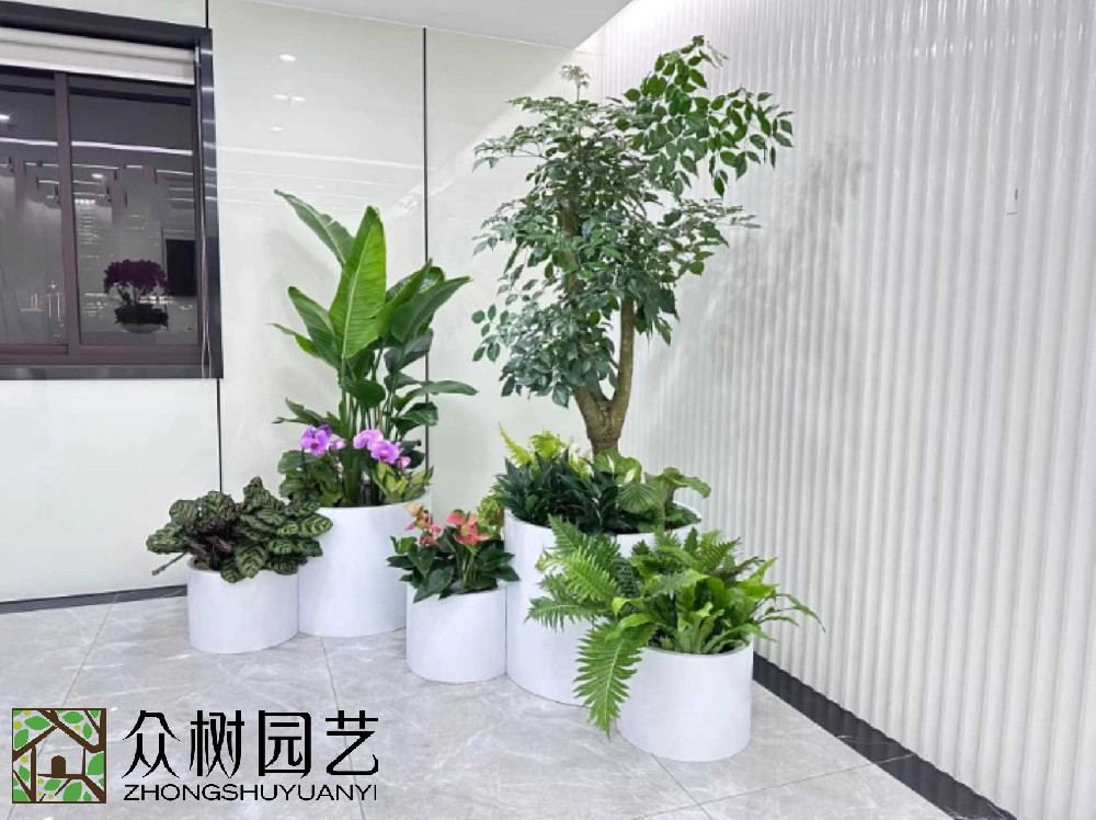 蘇州綠植租賃大揭秘！超詳細報價單，讓你的辦公室綠意盎然又省錢！