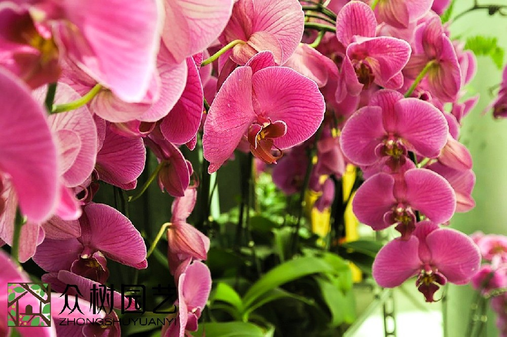 揭秘花卉市場(chǎng)價(jià)格：蘇州花卉綠植租擺多少錢(qián)？